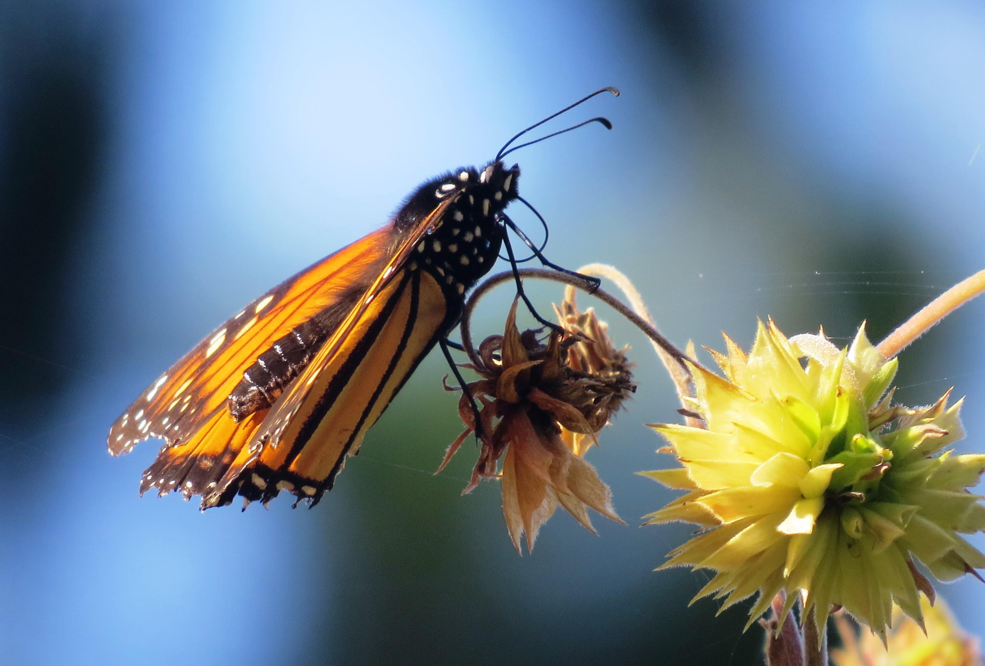 /images/butterfly-close-up.jpg